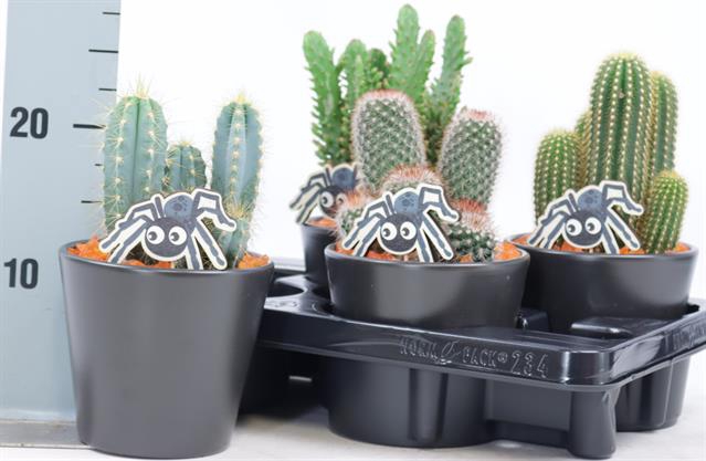 <h4>CACTUS OV</h4>