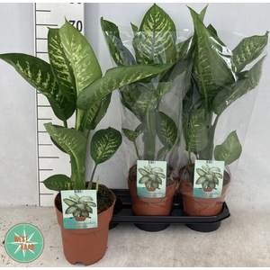 DIEFF SE TROPIC SNOW