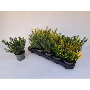 EUONYMUS JA MICROPHY