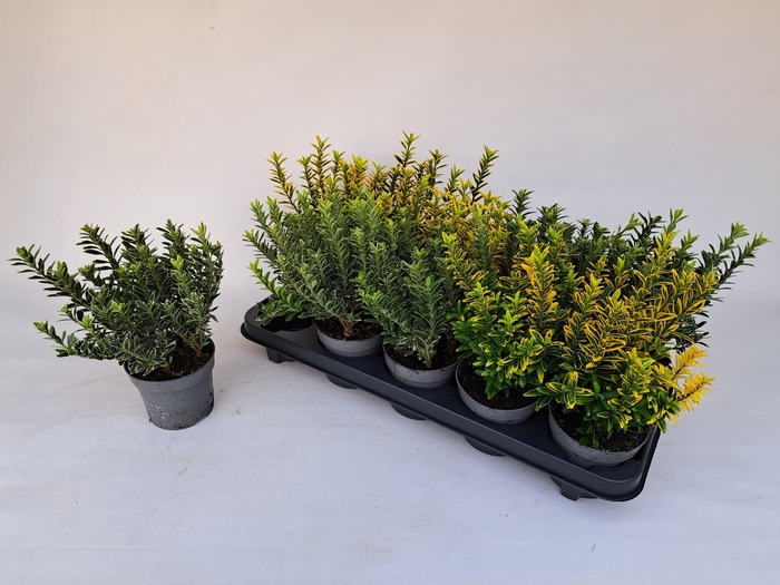 <h4>EUONYMUS JA MICROPHY</h4>
