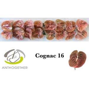 Anthurium Cognac