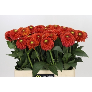 Dahlia Zundert Mystery Fox