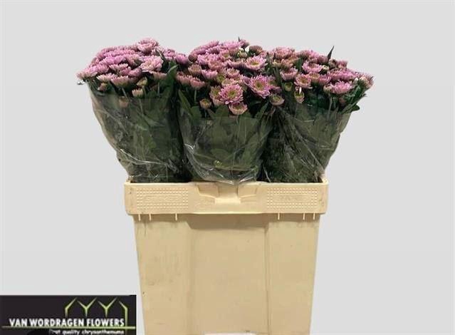 <h4>Chrys Optimist</h4>