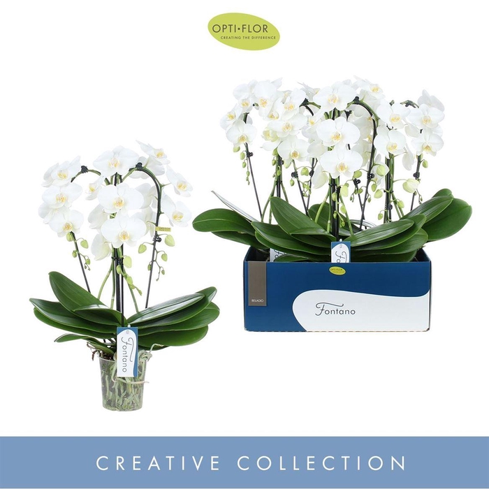 <h4>Phal Fontano Bellagio 3 Tak</h4>