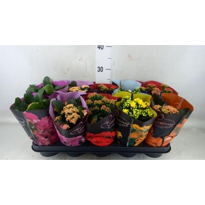 Kalanchoe blos.   ..rosebud rs fl 5