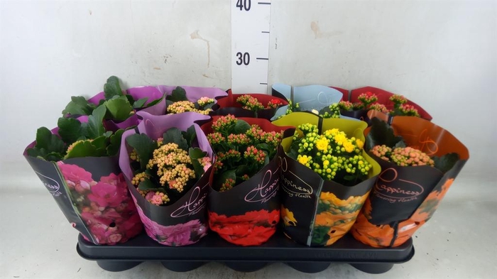 <h4>Kalanchoe blos. ..rosebud rs fl 5</h4>