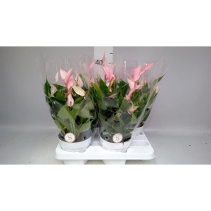 Anthurium andr. 'Lilli'