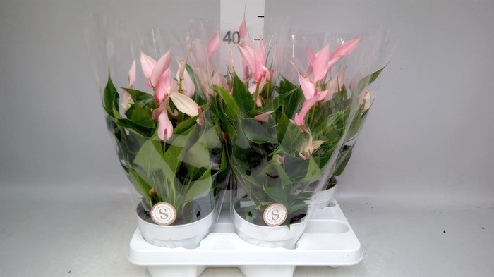 <h4>Anthurium andr. 'Lilli'</h4>
