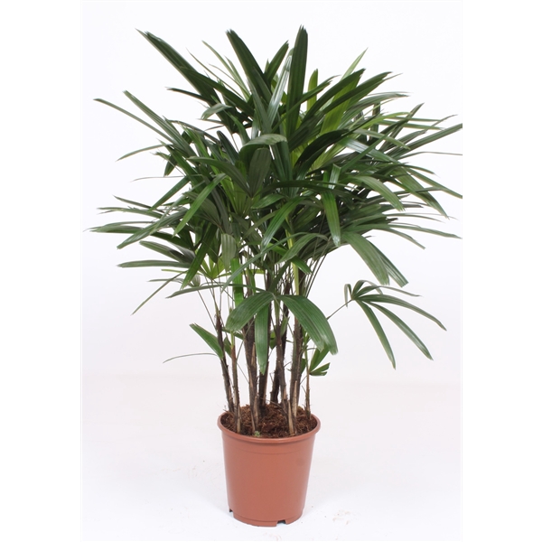 <h4>Rhapis excelsa</h4>