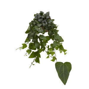 Hedera helix 'Mein Herz'
