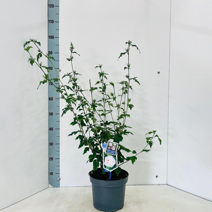 <h4>Hibiscus syriacus</h4>