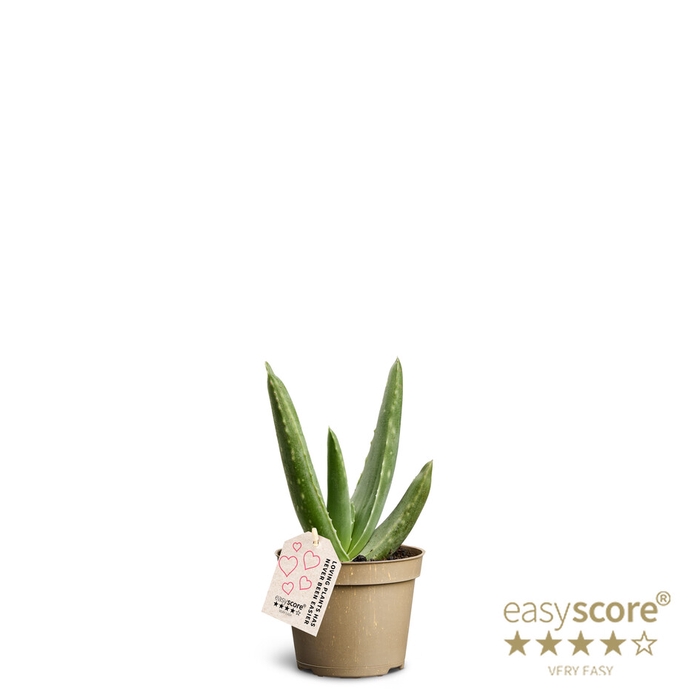 <h4>ALOE VERA P6</h4>