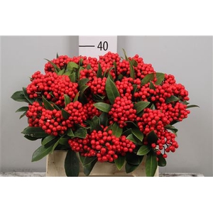 Skimmia Bos