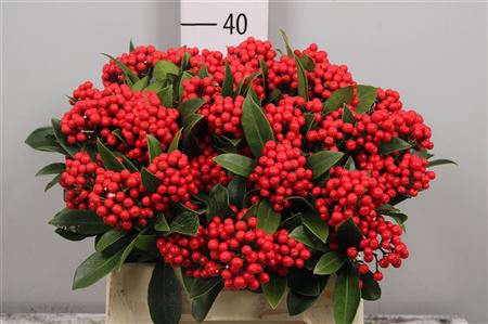 <h4>Skimmia Bos</h4>