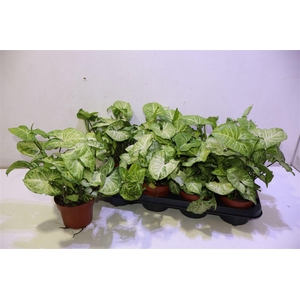 arr8 Syng White Butterfly