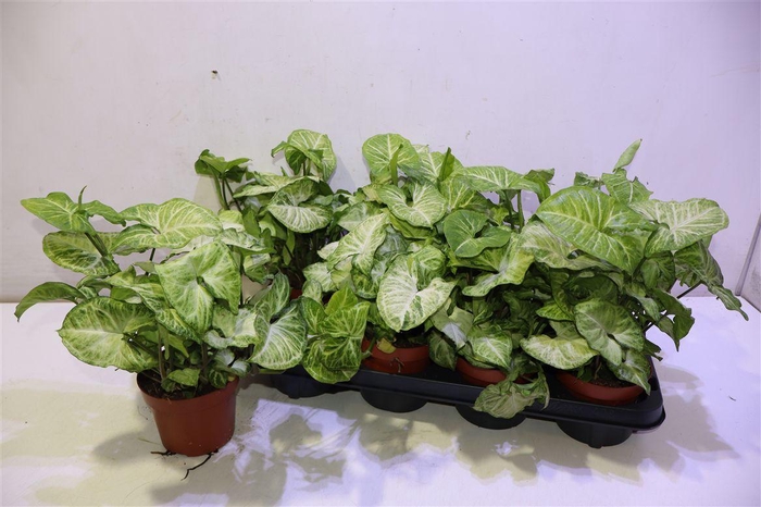 <h4>arr8 Syng White Butterfly</h4>