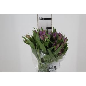 ALSTROEMERIA PLATINA 080 CM