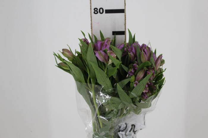 <h4>ALSTROEMERIA PLATINA 080 CM</h4>