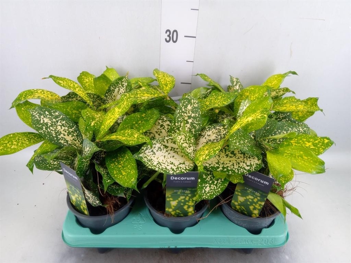 <h4>Dracaena surculosa 'Florida Beauty'</h4>