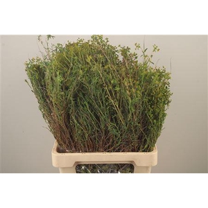 Euphorbia Spinosa Long 500gram