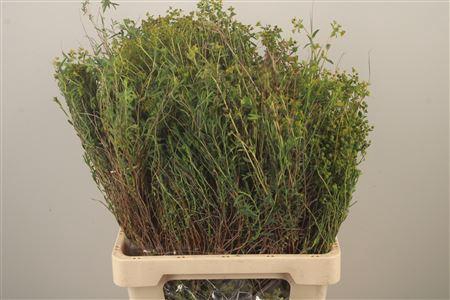 <h4>Euphorbia Spinosa Long 500gram</h4>