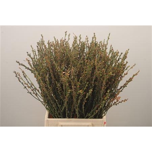 Ginster Mini Berry Naturel Per Bunch