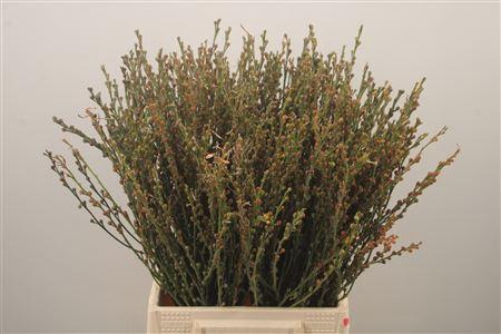 <h4>Ginster Mini Berry Naturel Per Bunch</h4>