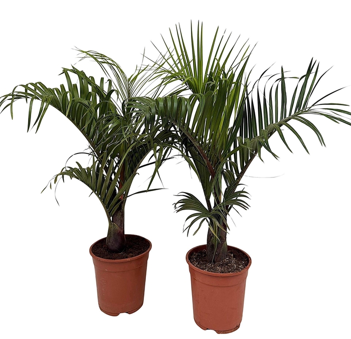 <h4>Dypsis decaryi</h4>