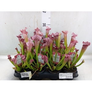 Sarracenia   ...