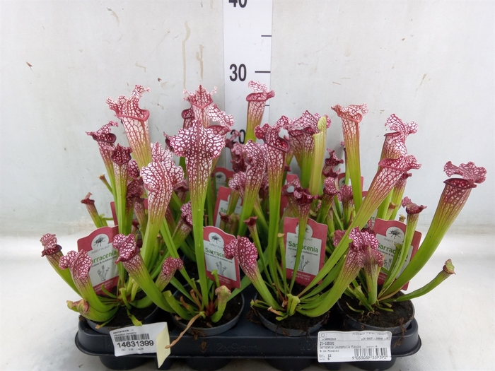 <h4>Sarracenia   ...</h4>