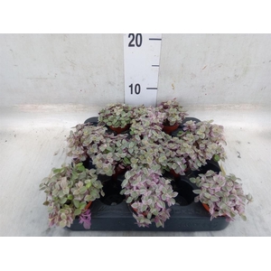 Callisia repens 'Rosato'