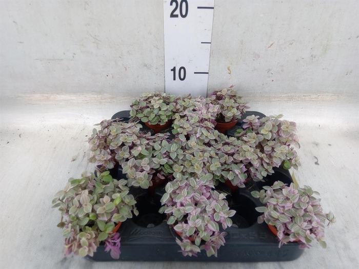 <h4>Callisia repens 'Rosato'</h4>