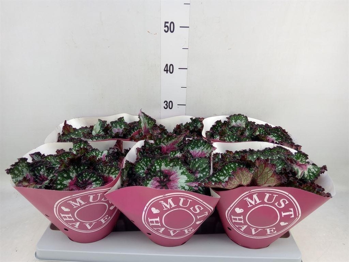 <h4>Begonia BD 'Purple Blush'</h4>