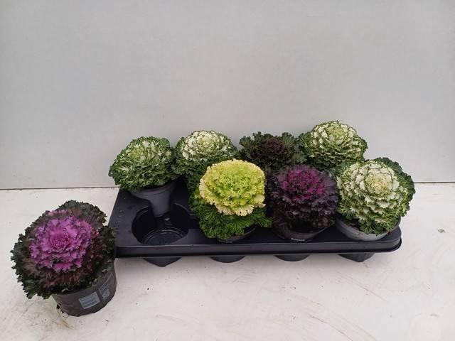 <h4>BRASSICA (SIERKOOL)</h4>