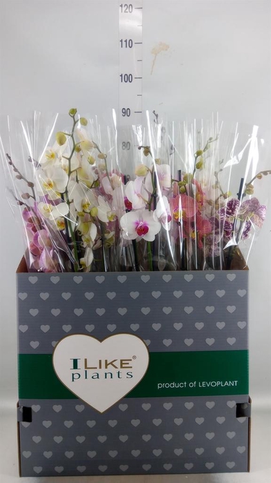 <h4>Phalaenopsis   ...mix</h4>
