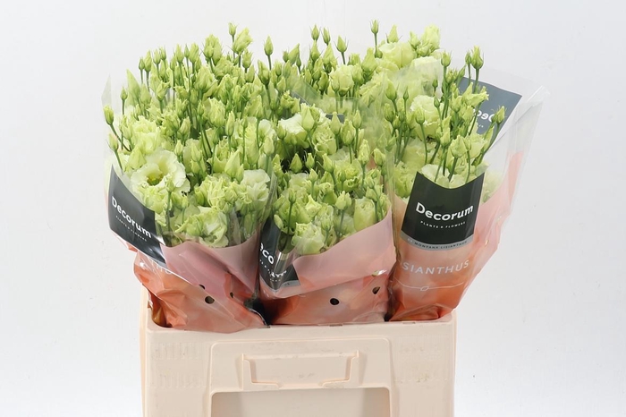 <h4>Eus G Alissa Green</h4>