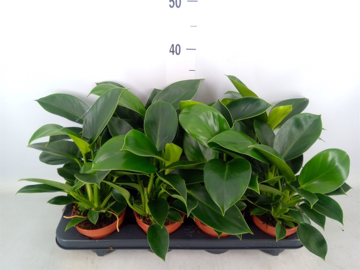 <h4>Philodendron  'Green Princess'</h4>