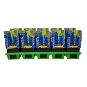 Delphinium 'Sky Blue White Bee' P11