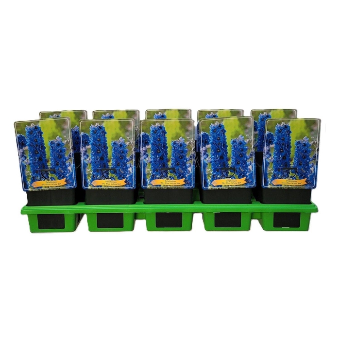 <h4>Delphinium 'Sky Blue White Bee' P11</h4>