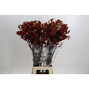 Kangaroo Paw Early Spring