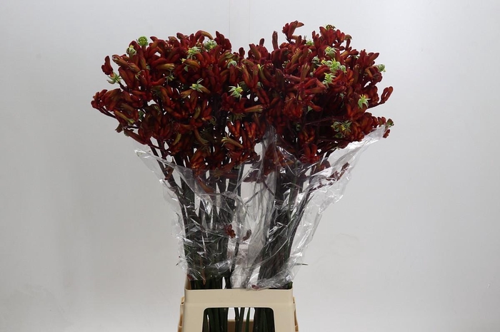 <h4>Anigozanthos Early Spring</h4>