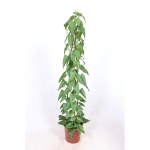Cissus nodosa