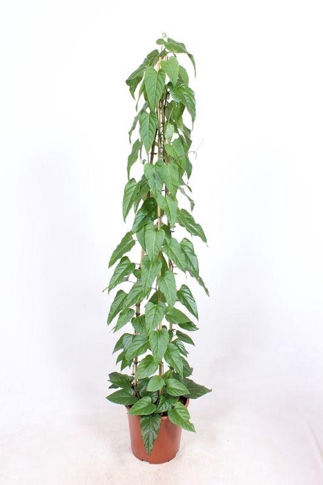 <h4>Cissus nodosa</h4>