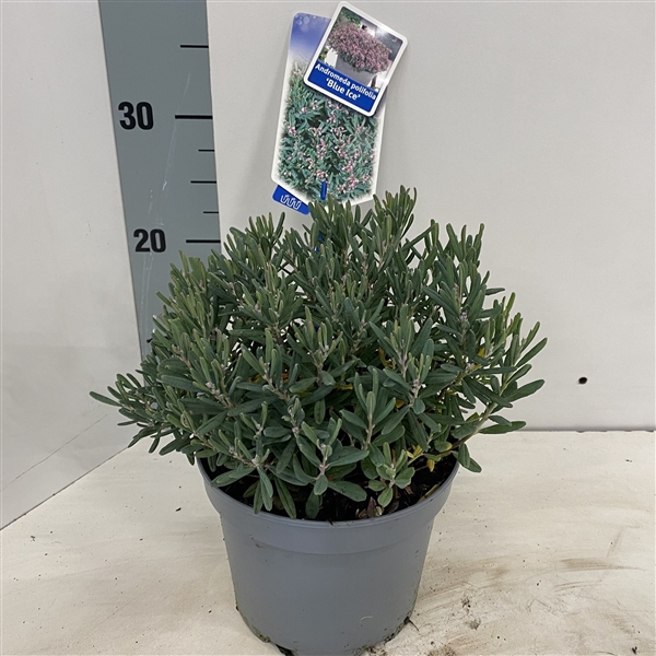 <h4>Andromeda polifolia 'Blue Ice'</h4>