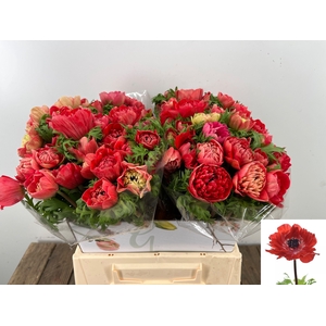 ANEM CO FSTAR GL RED