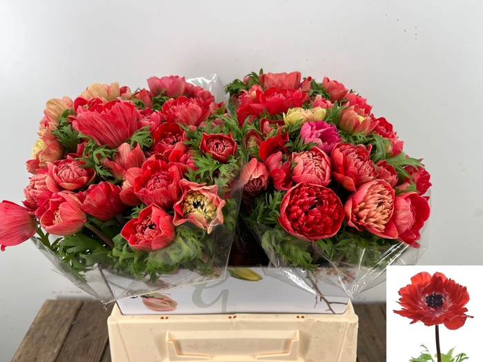 <h4>ANEM CO FSTAR GL RED</h4>