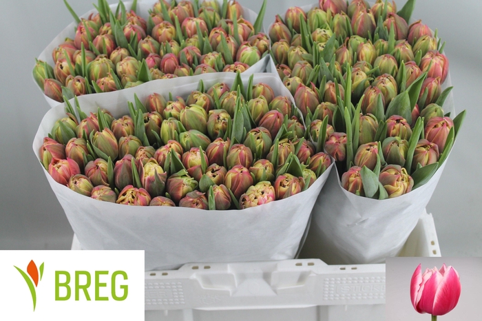 <h4>TU DU COLUMBUS</h4>