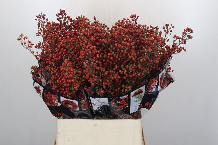 <h4>Rozenbottel Autumn Rosefruits</h4>