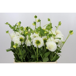 Dahlia Boom Boom White