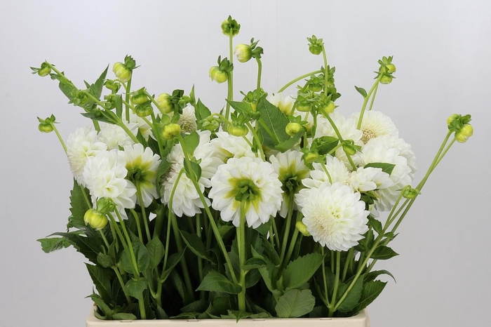 <h4>Dahlia Boom Boom White</h4>